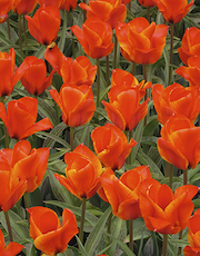 Orange Tulip Blossoms